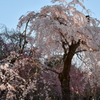 京都府立植物園　ライトアップ