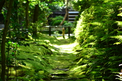 京都府　古都散策