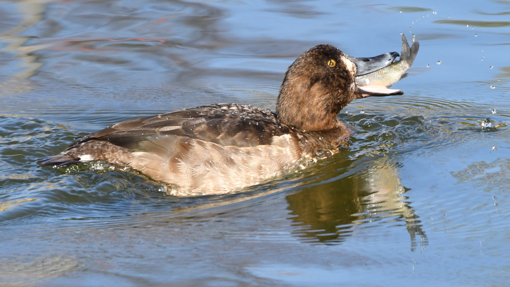 カモは魚を食べる？