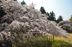醍醐の花見