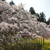 醍醐の花見