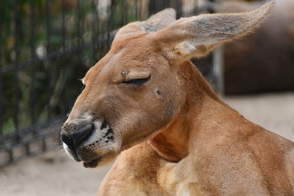 神戸市王子動物園