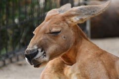 神戸市王子動物園