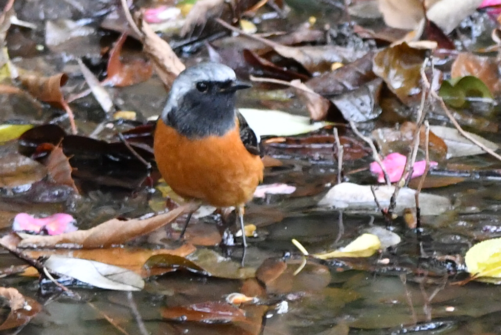 都市公園で出会った小鳥