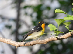 キビタキ　　大阪城公園