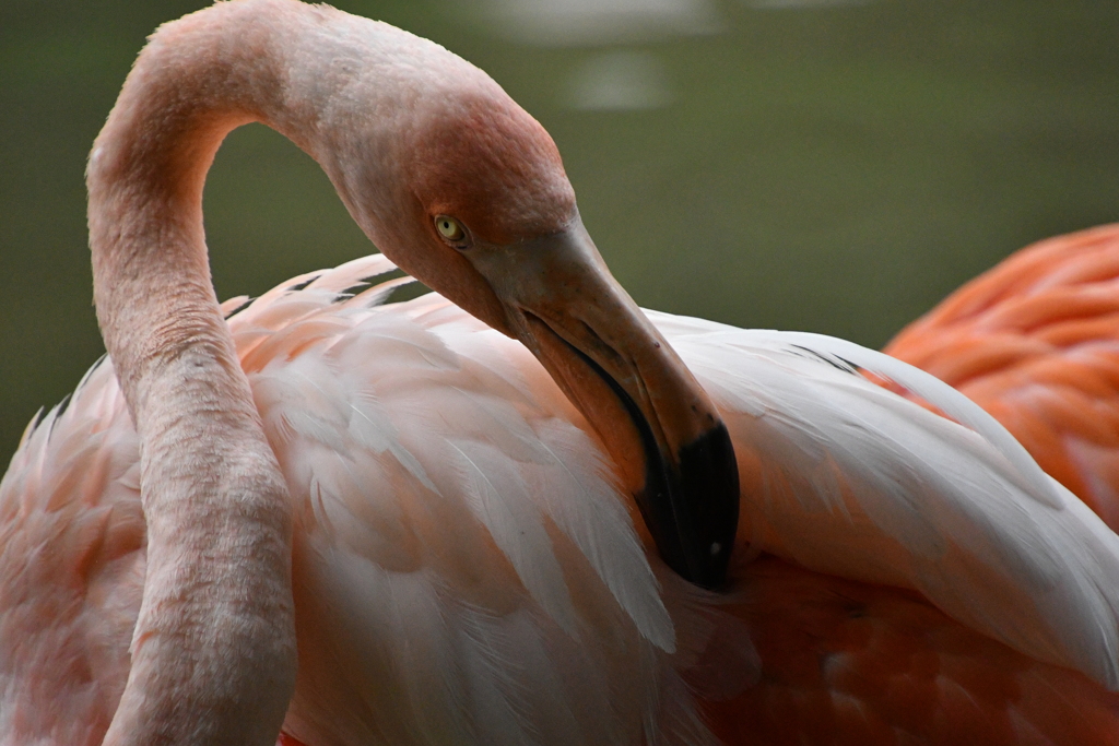 神戸市王子動物園