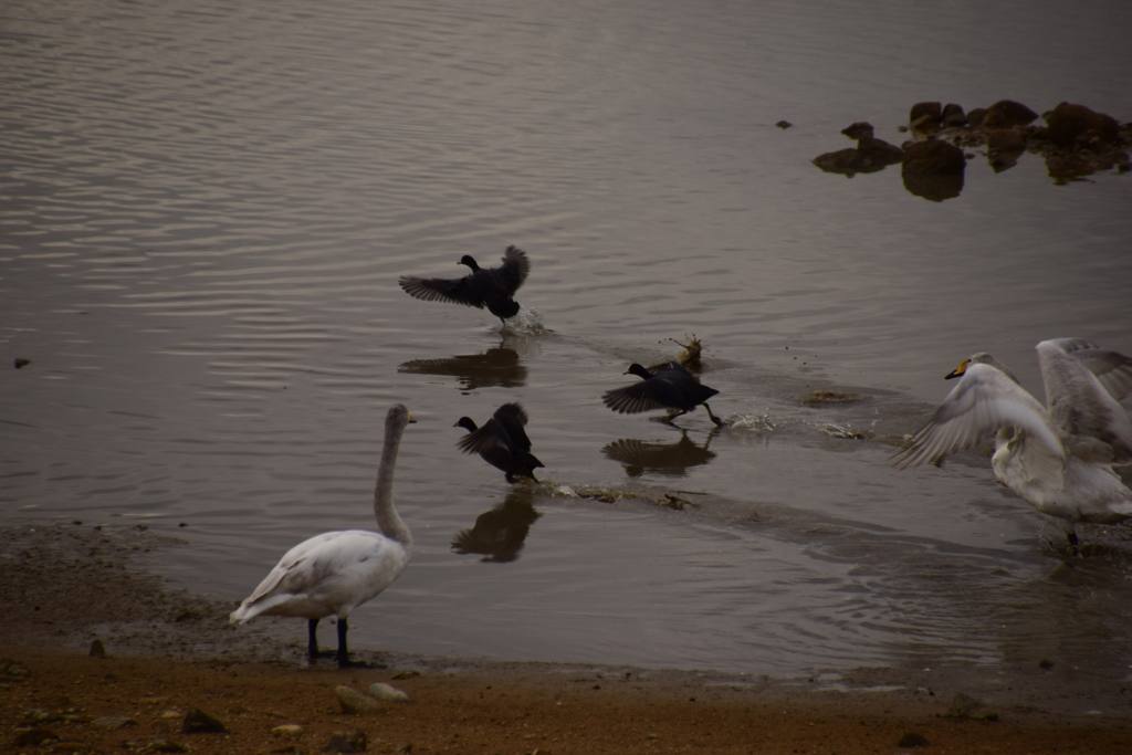 ハクチョウ狂騒曲