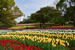 ２０１８万博記念公園　ちゅーりっぷまつり