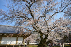醍醐の花見