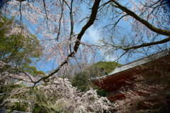 醍醐の花見