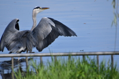 お彼岸の万博公園