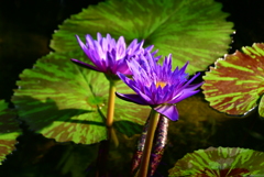 ベトナムからの友好の蓮　　大阪市　咲くやこの花館