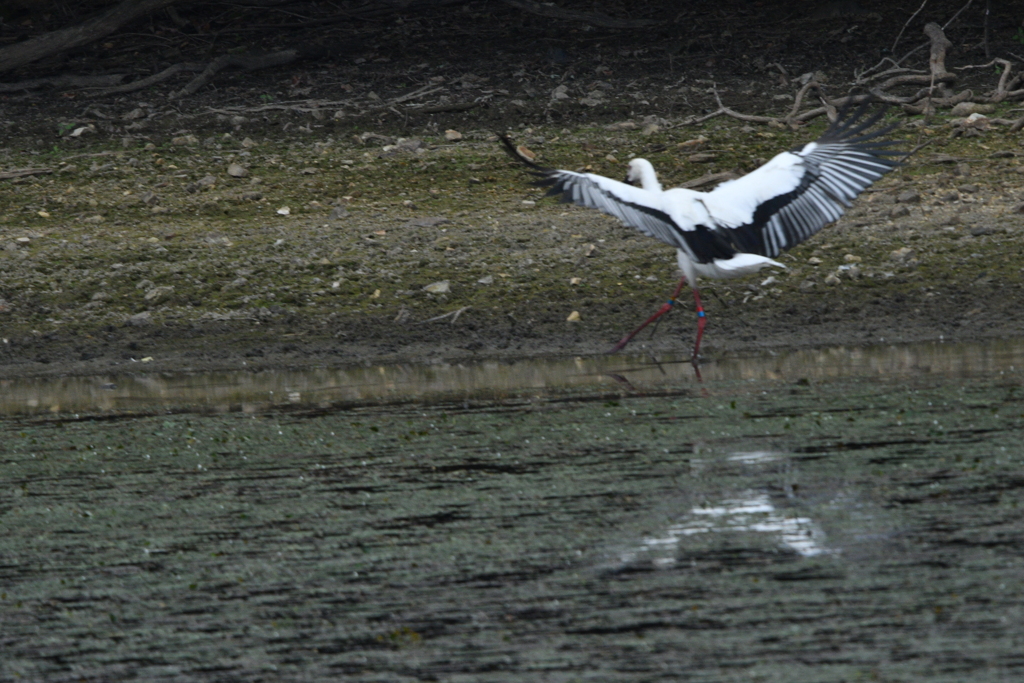 野鳥を楽しんでます