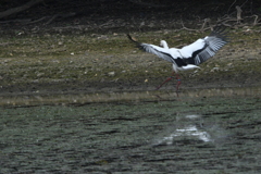 野鳥を楽しんでます