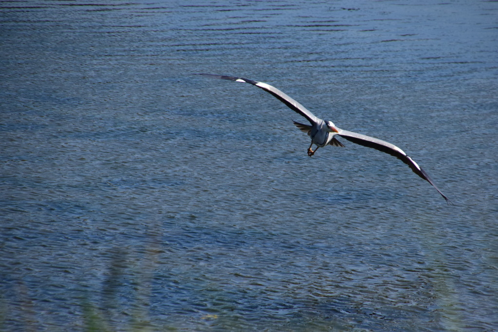 大阪南港　野鳥園　