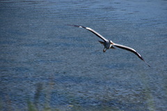 大阪南港　野鳥園　