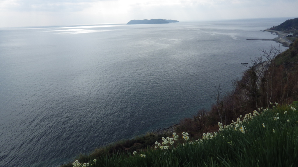 淡路島　灘水仙郷