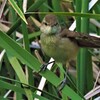 オオヨシキリ