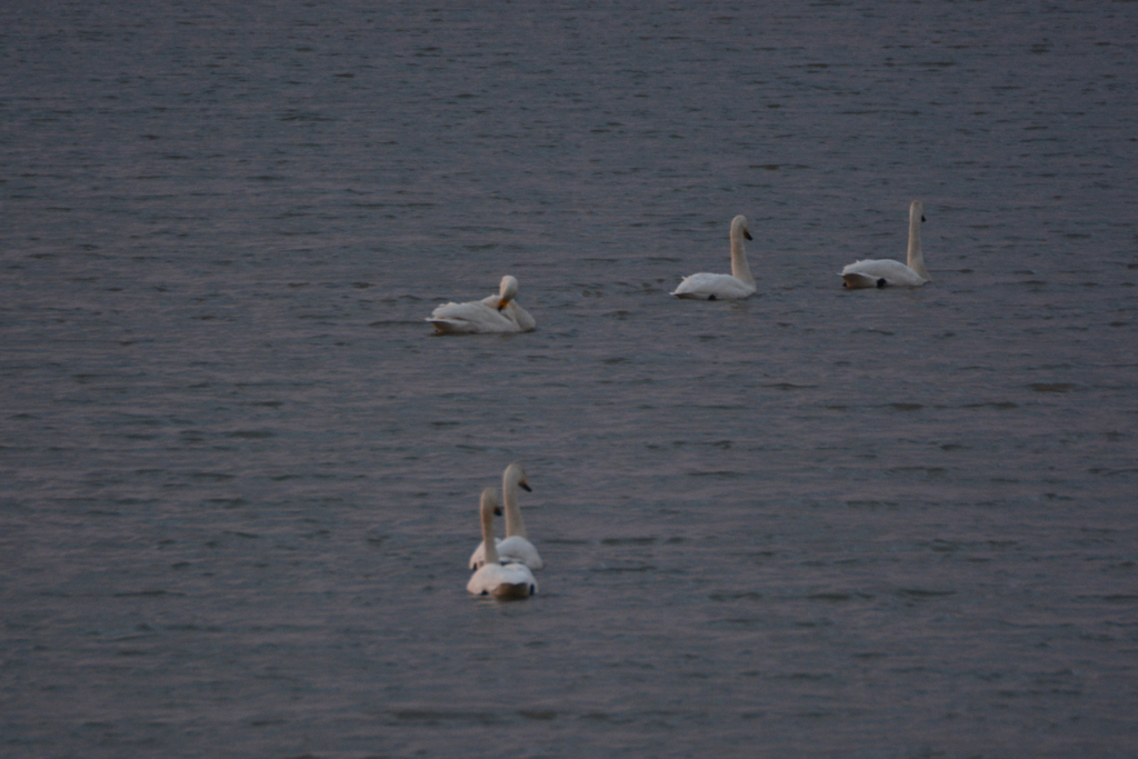 オオハクチョウ飛来　兵庫県福崎町長池