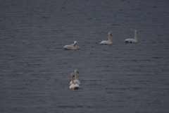 オオハクチョウ飛来　兵庫県福崎町長池
