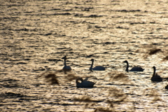 奥びわ湖　冬の風景