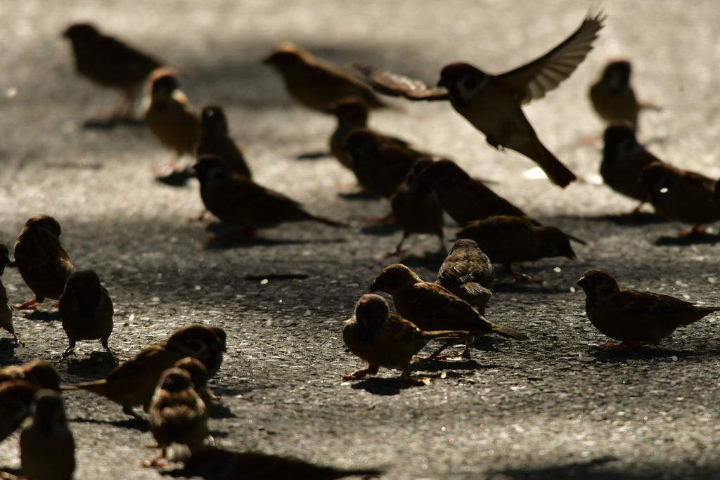 シグマ C　１５０～６００mm