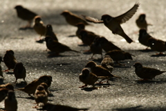 シグマ C　１５０～６００mm