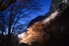曽爾村　屏風岩桜公苑２０１７