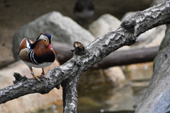 神戸市王子動物園