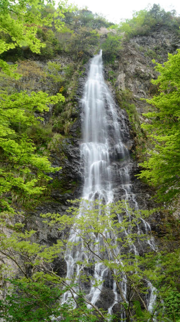 兵庫県養父市　天滝