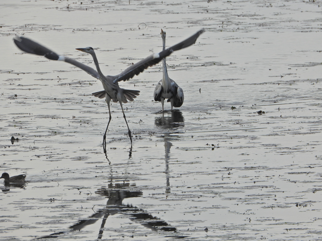 野鳥を楽しんでます