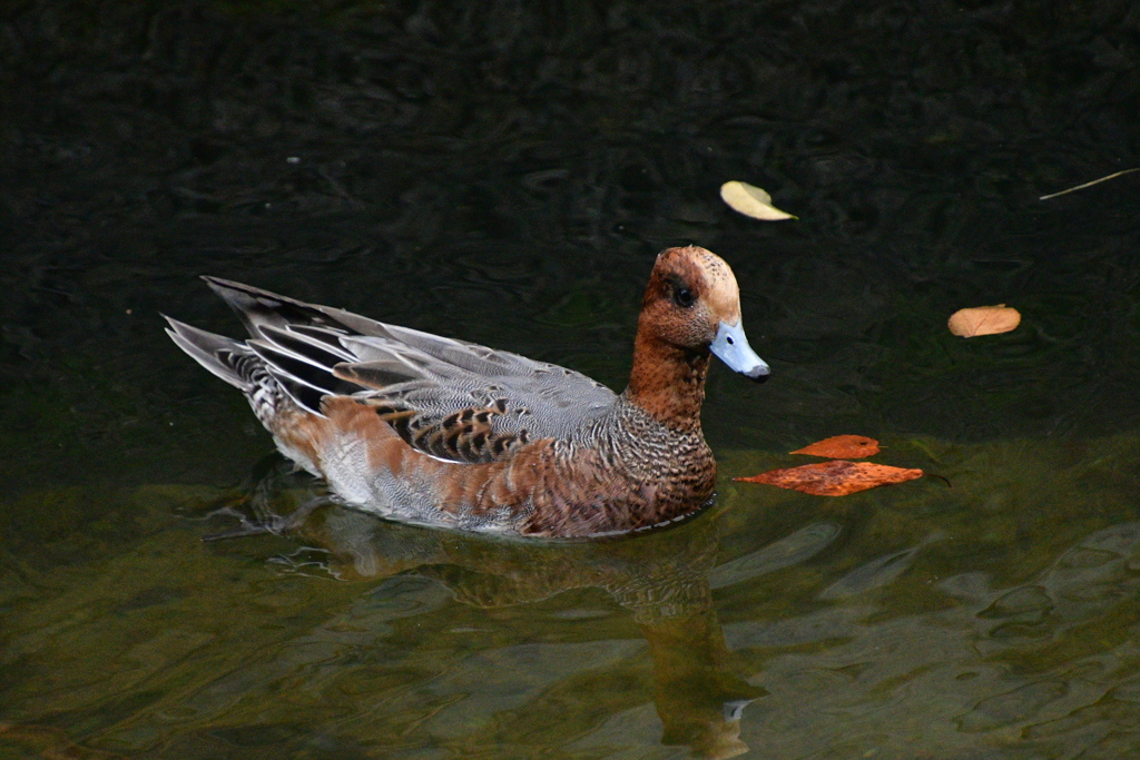 野鳥の楽園　香蘆園浜