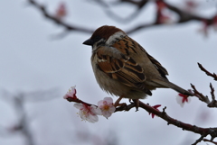 緑地公園に春が来た