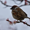 緑地公園に春が来た