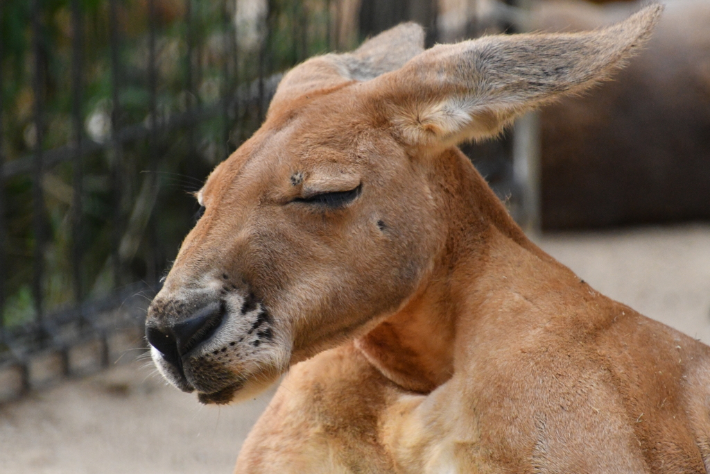 神戸市立王子動物園