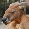 神戸市立王子動物園
