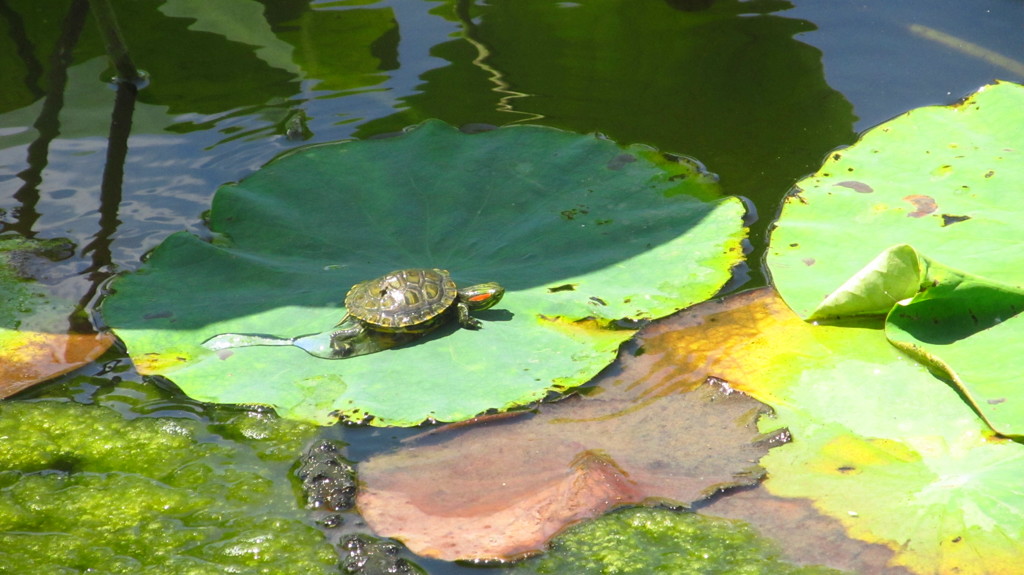 兵庫県　平池公園