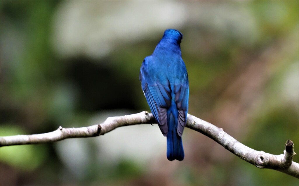 幸せを呼ぶ青い鳥　オオルリ