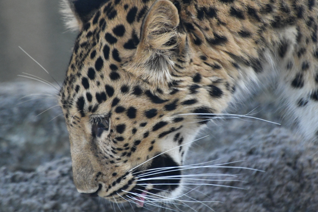 神戸市立王子動物園