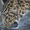 神戸市立王子動物園