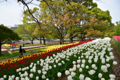 ２０１８万博記念公園　ちゅーりっぷまつり