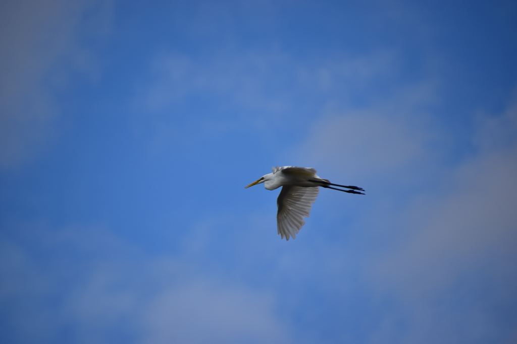 西宮市夙川河口　野鳥の楽園