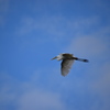 西宮市夙川河口　野鳥の楽園