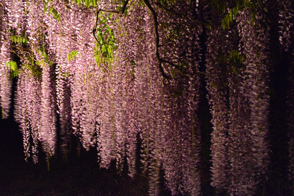 兵庫県朝来市 大町藤公園２０１７ By G Photo Id 写真共有サイト Photohito