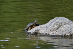 お彼岸の万博公園