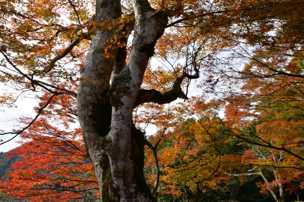 京都府綾部市　山家城址公園