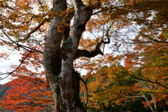 京都府綾部市　山家城址公園