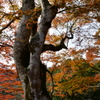 京都府綾部市　山家城址公園