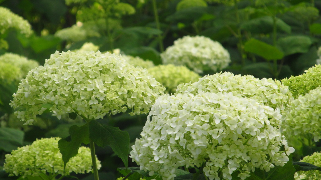兵庫県　神戸市森林植物園