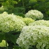 兵庫県　神戸市森林植物園